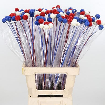 CRASPEDIA DYED RED/WHITE/BLUE