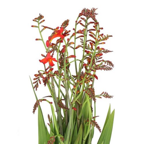 CROCOSMIA AMBER GLOW