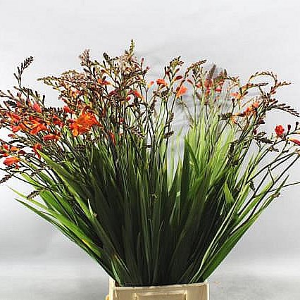 CROCOSMIA ANNA MARIE