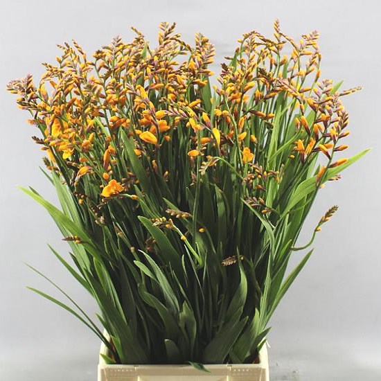 CROCOSMIA COLUMBUS