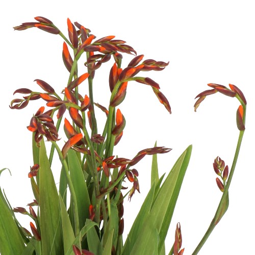 CROCOSMIA EMILY MCKENZIE