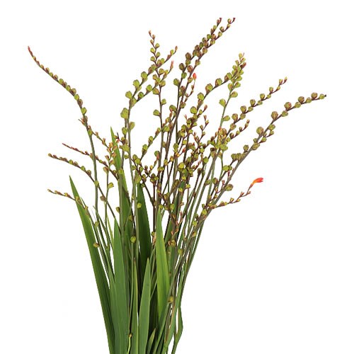 CROCOSMIA FIRE KING (IN BERRY) 80cm Wholesale Dutch Flowers & Florist