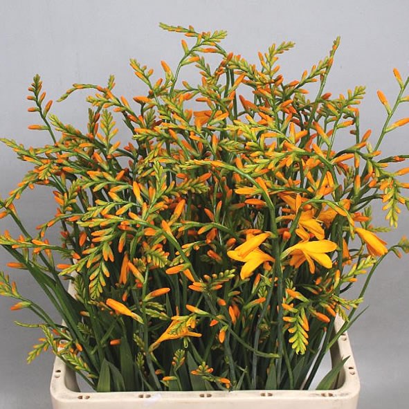 CROCOSMIA GEORGE DAVIDSON