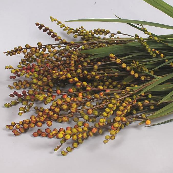 CROCOSMIA IN BERRY