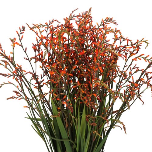CROCOSMIA ORANGE