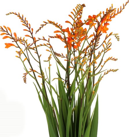 CROCOSMIA PEACH MELBA