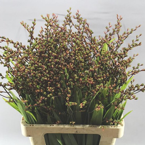 CROCOSMIA PODS CARMINE