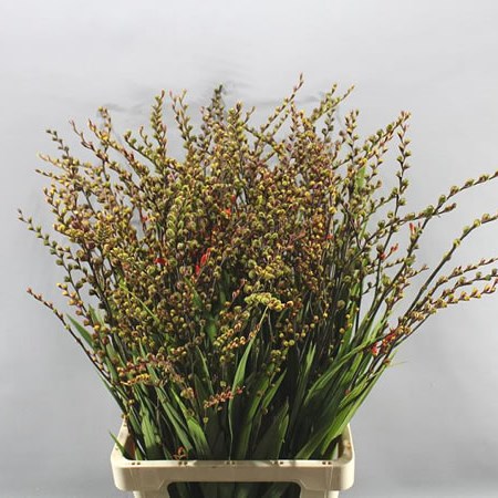 CROCOSMIA PODS FIRE KING