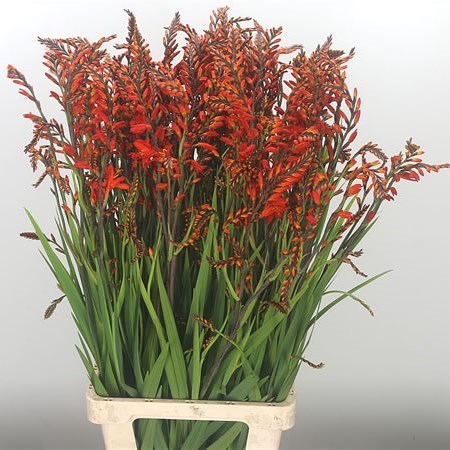 CROCOSMIA PRINCE OF ORANGE