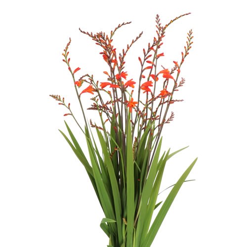 CROCOSMIA RED KING