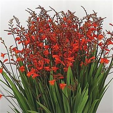 CROCOSMIA RED KING