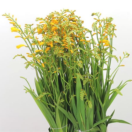 CROCOSMIA SUZANNA