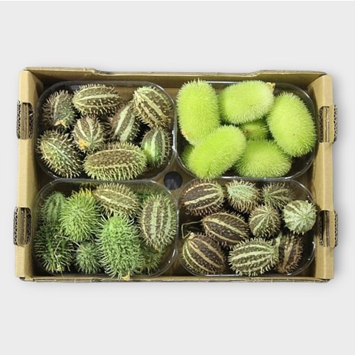 CUCUMIS MIX