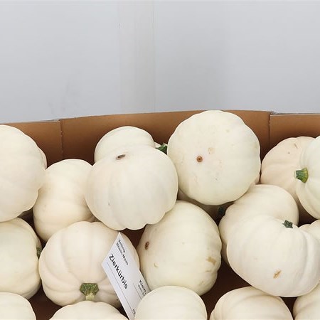 CUCURBITA BABY BOO | Wholesale Dutch Flowers & Florist Supplies UK