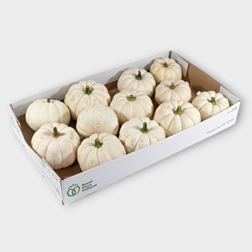 CUCURBITA CASPERITA WHITE