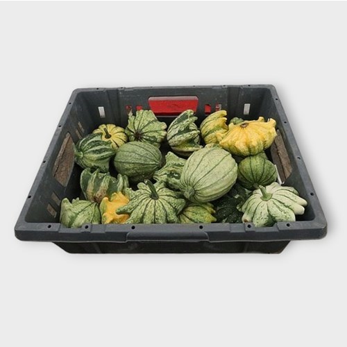 GOURDS - CUCURBITA CROWNS
