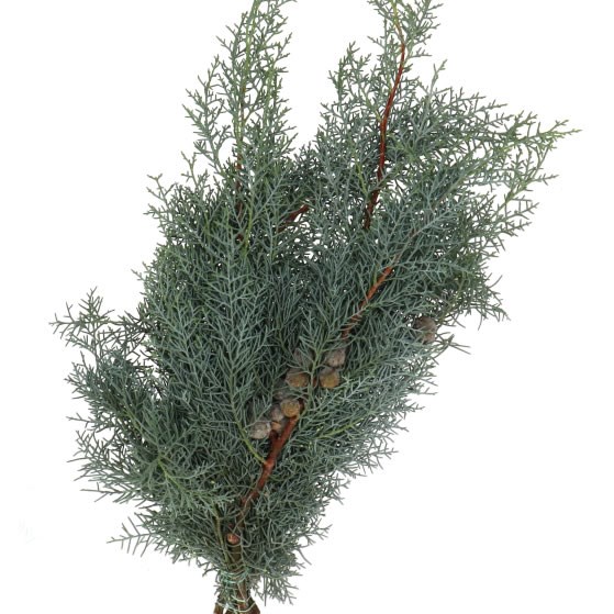 CUPRESSUS ARIZONICA