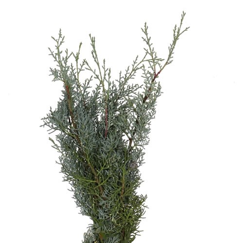CUPRESSUS ARIZONICA GLAUCA