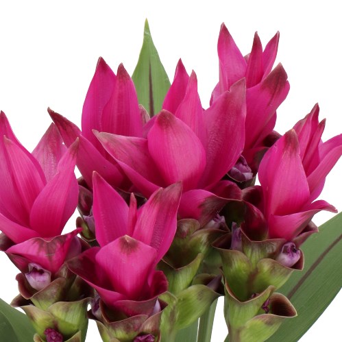 CURCUMA SIAM SOUL