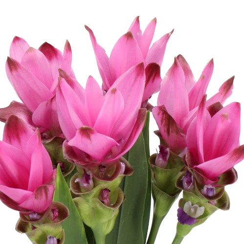 CURCUMA SIAM SUPREME