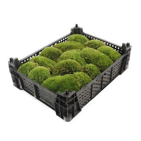 CUSHION MOSS (BUNN MOSS)