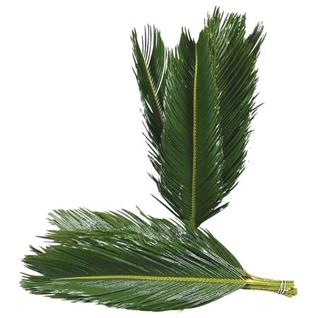 CYCAS REVOLUTA PALMS