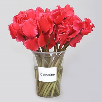 CYCLAMEN FLOWER CATHERINE