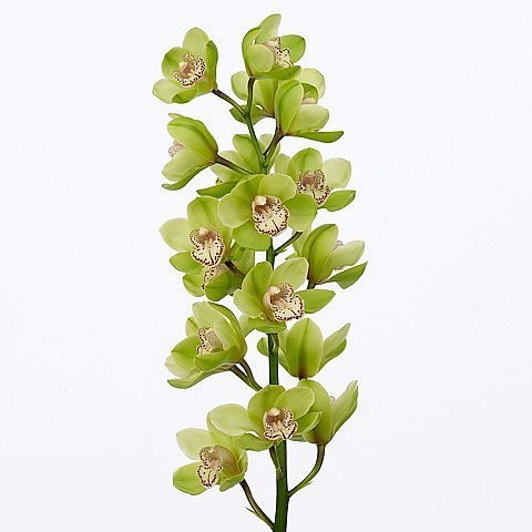 CYMBIDIUM ORCHID GLADYS