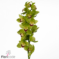 CYMBIDIUM ORCHID GREEN CHOICE