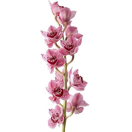 CYMBIDIUM MINI ZOE OLIVIA