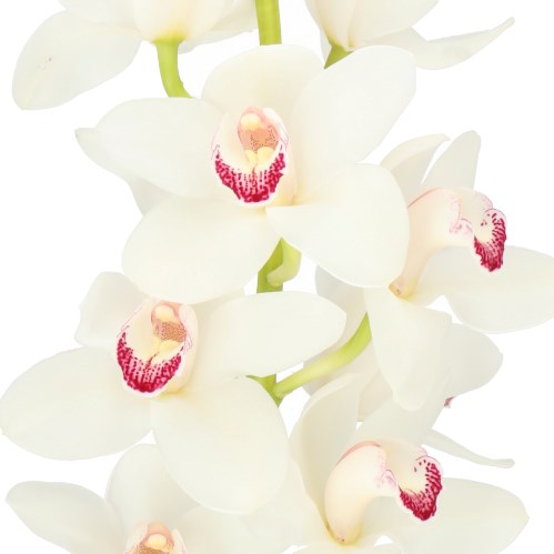 CYMBIDIUM ORCHID ACROBAAT