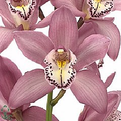 CYMBIDIUM ORCHID AIDA