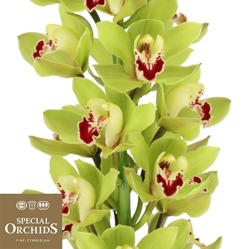 CYMBIDIUM ORCHID ALICIA (GROWER PACK)