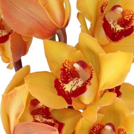 CYMBIDIUM ORCHID AMALIA
