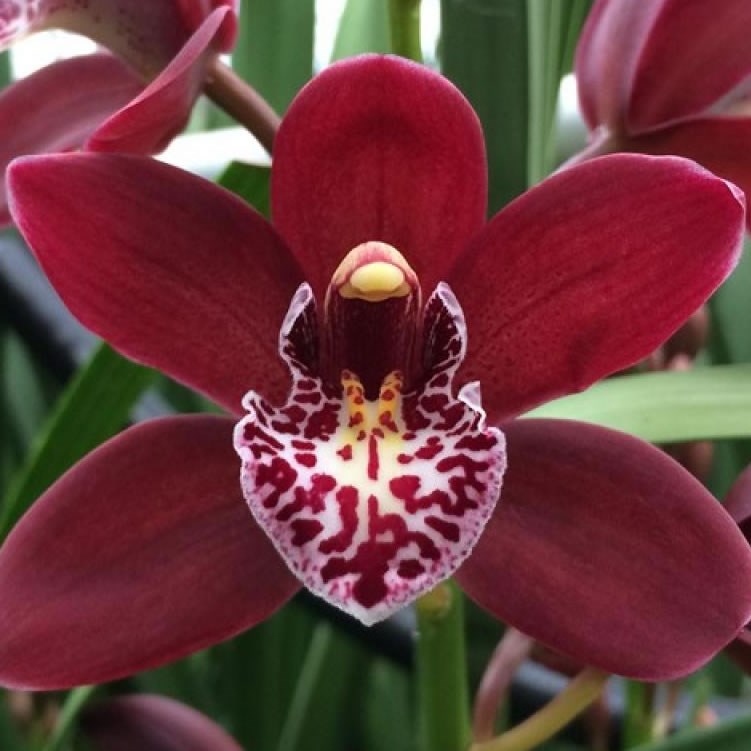 CYMBIDIUM ORCHID AMANDA 50cm Wholesale Dutch Flowers