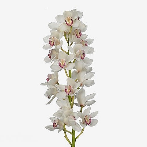 CYMBIDIUM ORCHID ANNETTE