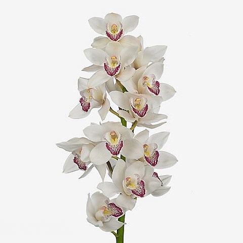 CYMBIDIUM ORCHID ANOUK