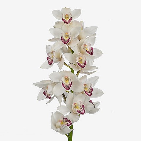 CYMBIDIUM ORCHID ANOUK