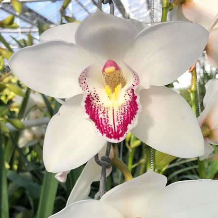 CYMBIDIUM ORCHID ANOUK