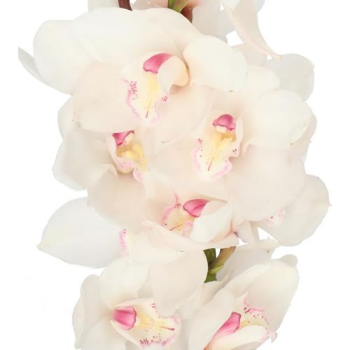 CYMBIDIUM ORCHID ANTONELLA