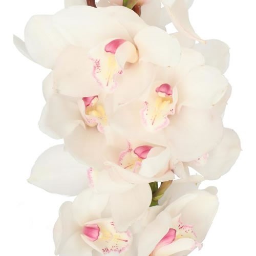 CYMBIDIUM ORCHID ANTONELLA