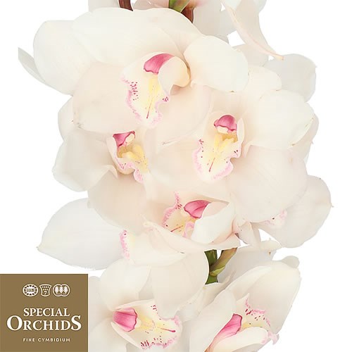 CYMBIDIUM ORCHID ANTONELLA (GROWER PACK)