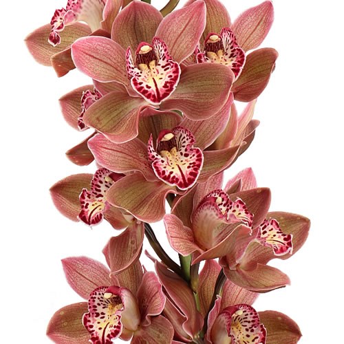 CYMBIDIUM ORCHID APHRODITES EMPIRE DARK SAPPHIRE