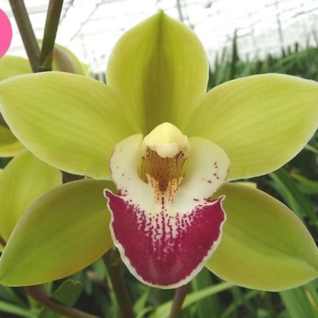 CYMBIDIUM ORCHID APPLE VILLAGE