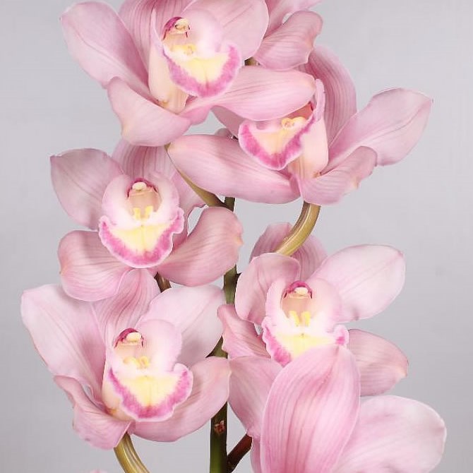 CYMBIDIUM ORCHID AQUARELLA