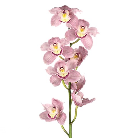 CYMBIDIUM ORCHID AQUARELLA