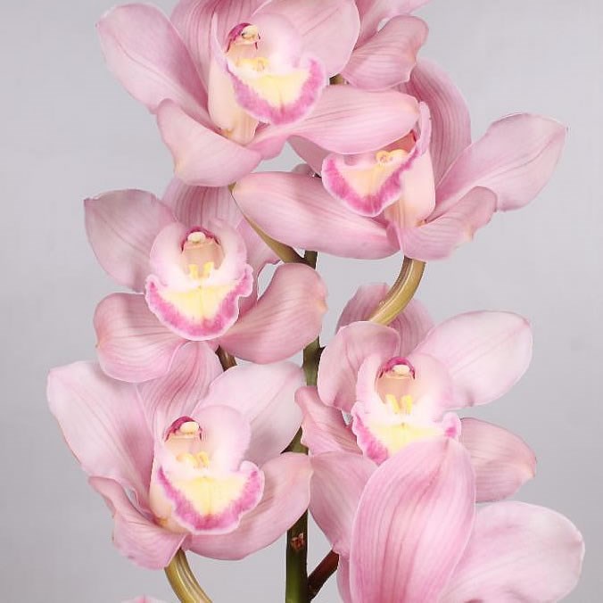 CYMBIDIUM ORCHID AQUARELLA