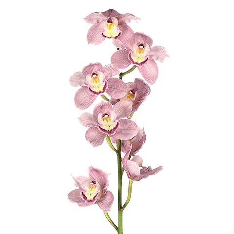 CYMBIDIUM ORCHID AQUARELLA