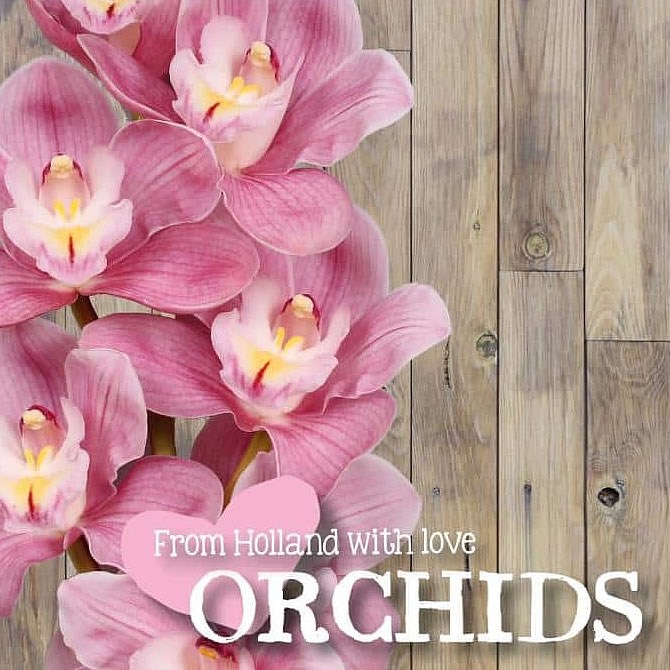 CYMBIDIUM ORCHID AQUARELLA LOVE