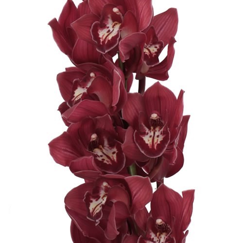 CYMBIDIUM ORCHID AUCKLAND